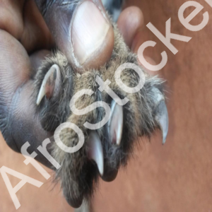 Griffes de guépard africain : détail d’un animal sauvage d’Afrique