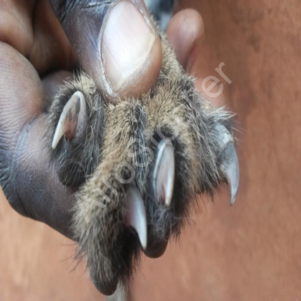 Griffes de guépard africain : détail d’un animal sauvage d’Afrique Griffes de guépard africain : détail d’un animal sauvage d’Afrique