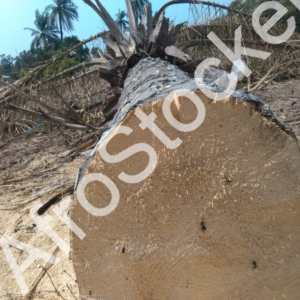 Abattage arbres Afrique HD Abattage arbres Afrique HD