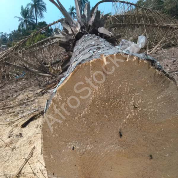 Abattage arbres Afrique HD Abattage arbres Afrique HD