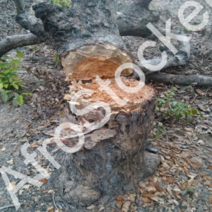 Abattage manuel forêt Afrique HD