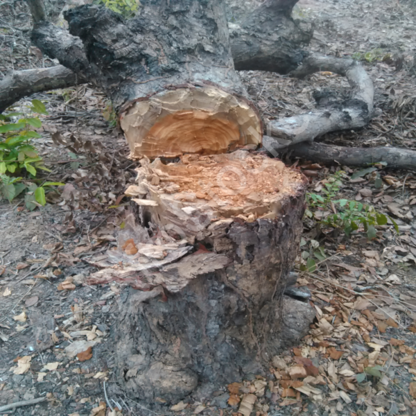 Abattage manuel forêt Afrique HD Abattage manuel forêt Afrique HD