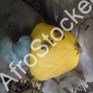 Abeilles sur fruit décoration acajou – objet déco naturel artisanal Abeilles sur fruit décoration acajou – objet déco naturel artisanal