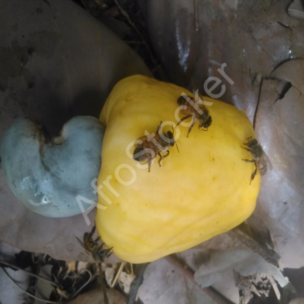 Abeilles sur fruit décoration acajou – objet déco naturel artisanal