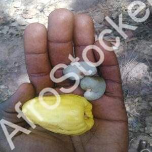 Fruit acajou frais récolte à la main décoration naturelle