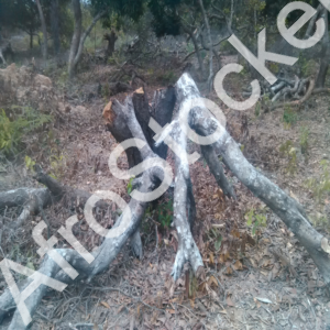 Activité forestière Afrique HD Activité forestière Afrique HD