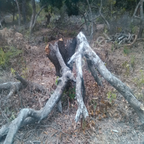 Activité forestière Afrique HD Activité forestière Afrique HD