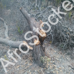 Activité forestière traditionnelle Afrique HD