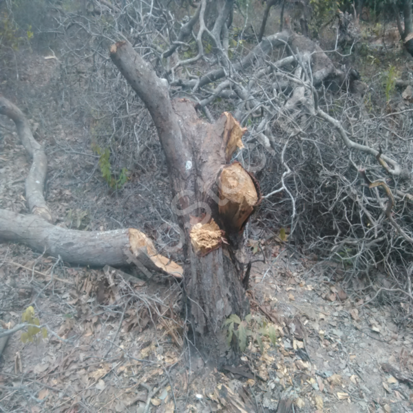 Activité forestière traditionnelle Afrique HD Activité forestière traditionnelle Afrique HD