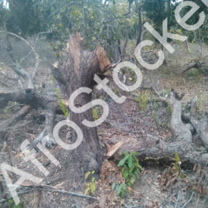 Activité rurale forêt Afrique HD Activité rurale forêt Afrique HD