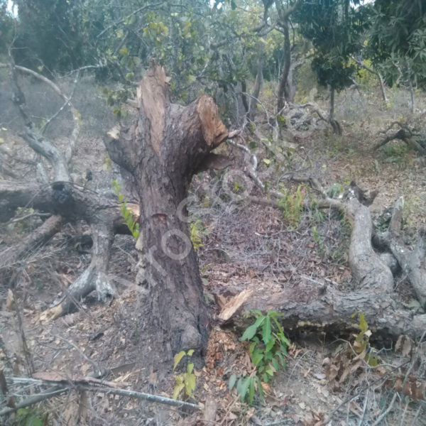 Activité rurale forêt Afrique HD