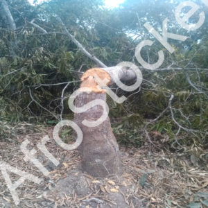 Arbre coupé forêt Afrique HD