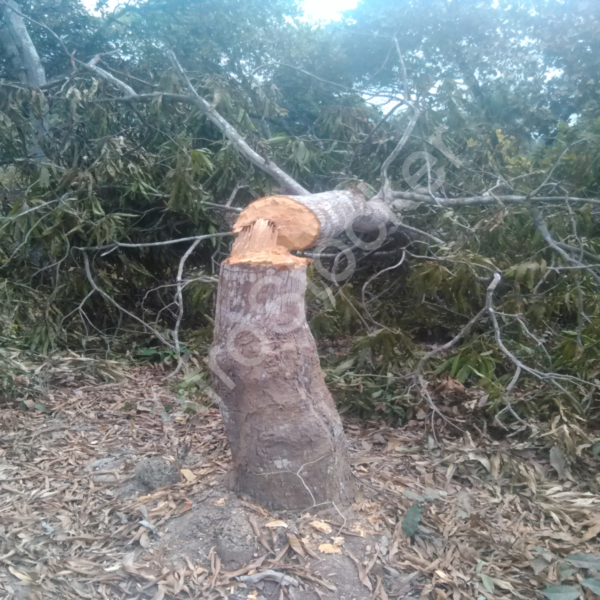 Arbre coupé forêt Afrique HD