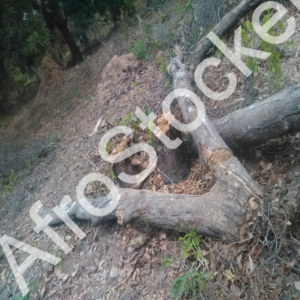 Bois coupé zone forestière Afrique HD Bois coupé zone forestière Afrique HD