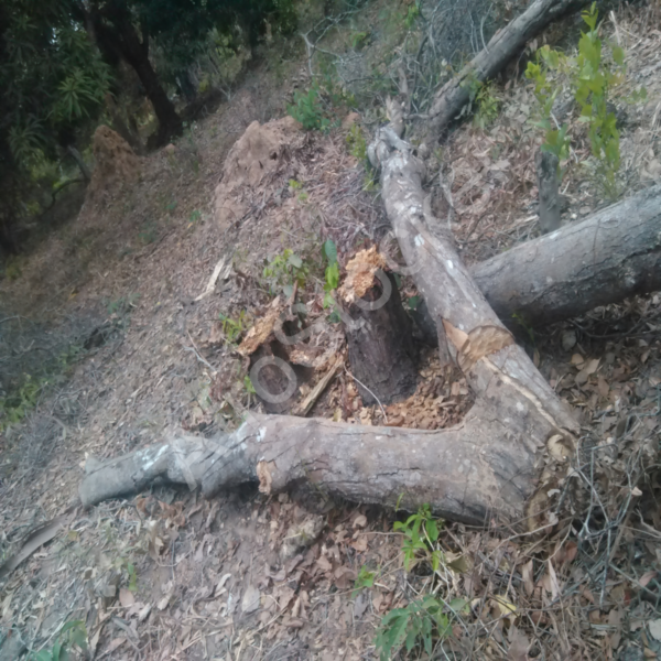 Bois coupé zone forestière Afrique HD