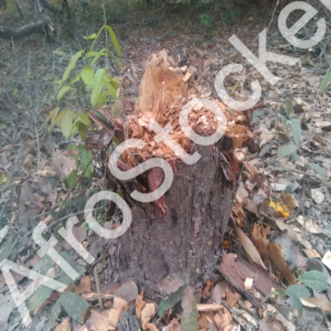 Bûcheron africain en forêt HD Bûcheron africain en forêt HD