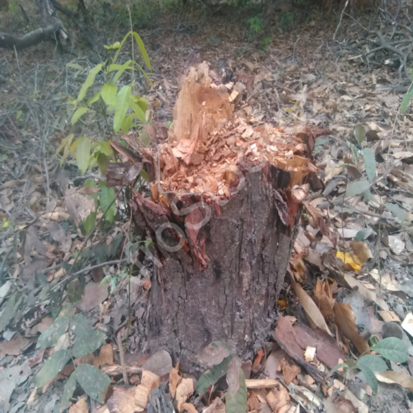 Bûcheron africain en forêt HD