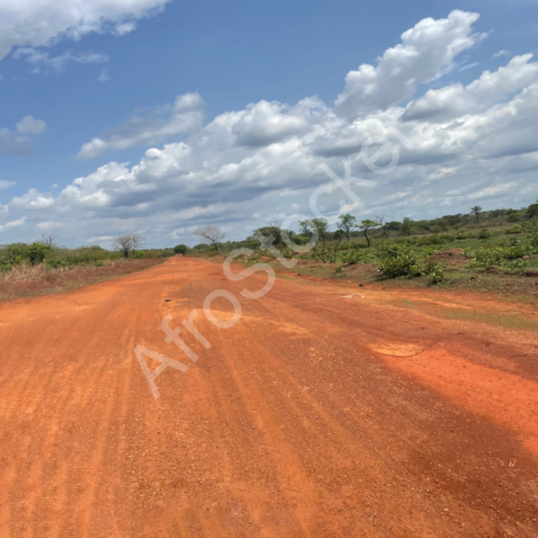 Chemin rural africain authentique paysage naturel