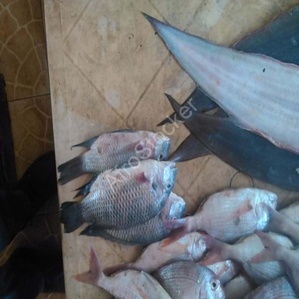 étal de poisson frais dans un marché africain traditionnel avec vente locale en Afrique