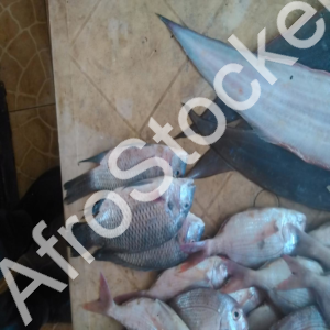 etal-poisson-frais-marche-africain-wk Etal poisson frais marche africain wk