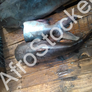 Etal poisson marche traditionnel afrique wk