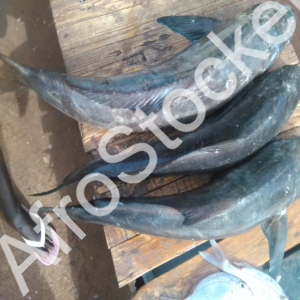 Etalage poissons marche afrique vendeur wk