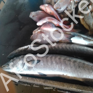 marche-africain-poisson-sur-table Marche africain poisson sur table