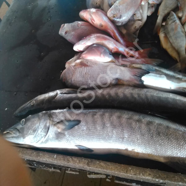 marche-africain-poisson-sur-table Marche africain poisson sur table