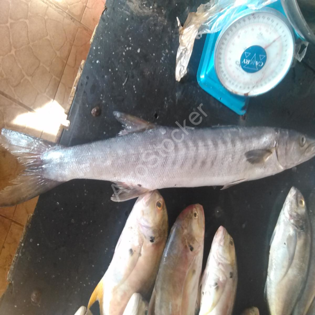 poisson brut marché africain fish raw market africa