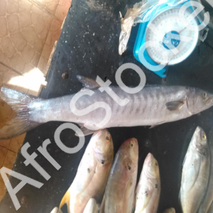 Poisson brut marche local africain