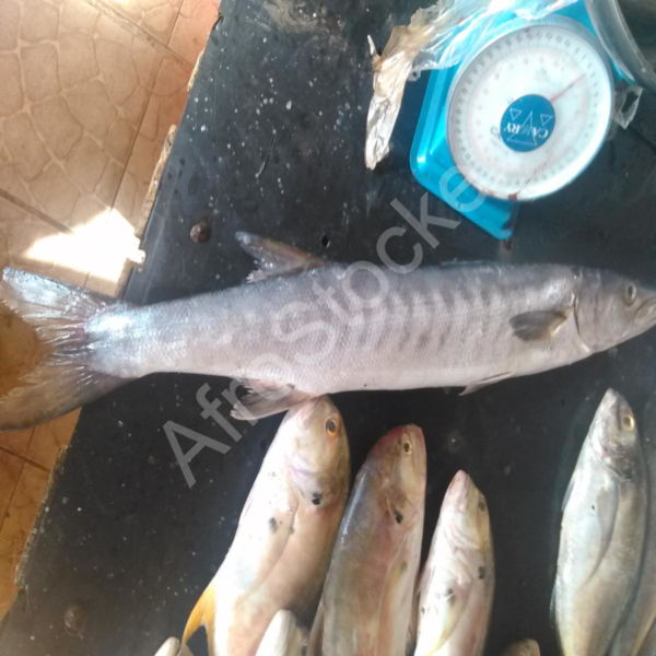 poisson-brut-marche-local-africain Poisson brut marche local africain