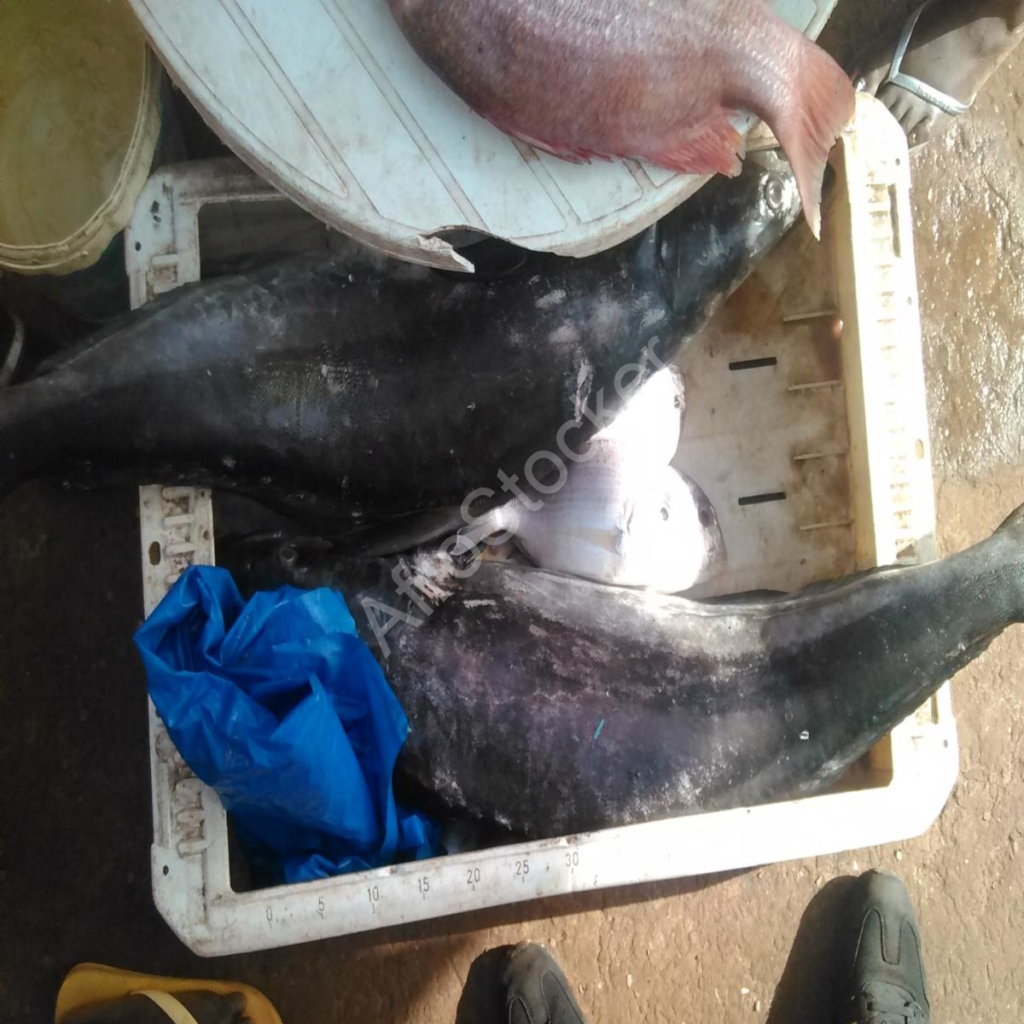 poisson entier marché africain whole fish african market