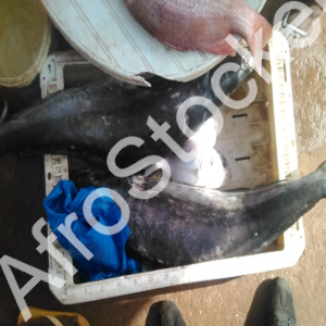 poisson-entier-marche-afrique-exposition Poisson entier marche afrique exposition