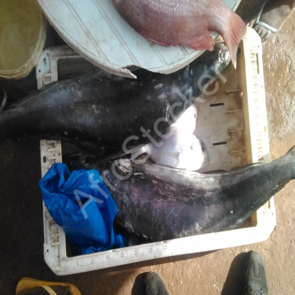 poisson-entier-marche-afrique-exposition Poisson entier marche afrique exposition