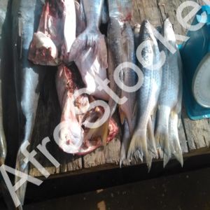 poisson-frais-expose-marche-africain Poisson frais expose marche africain