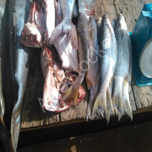 Poisson frais expose marche africain