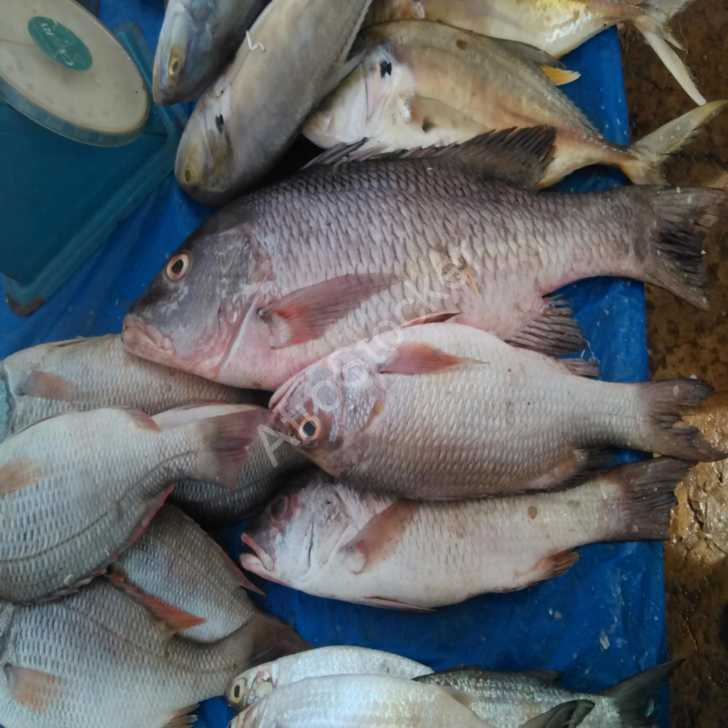 poisson frais marché africain étal fresh fish african market stall