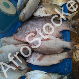 poisson-frais-marche-afrique-etale Poisson frais marche afrique etale