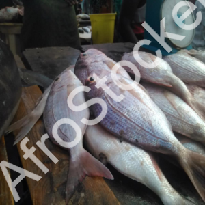 poissonnerie-marche-africain-exterieur Poissonnerie marche africain exterieur