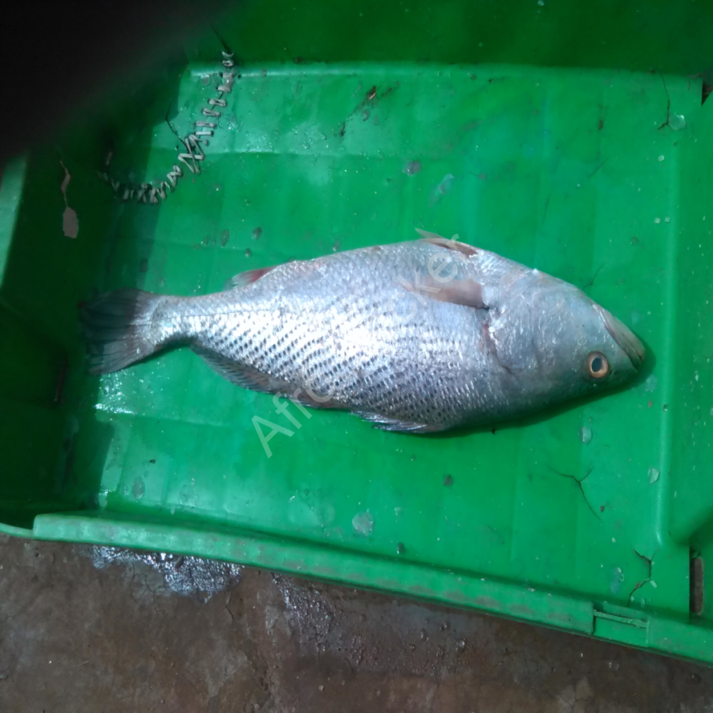 poissons sur table marché africain fish on table african market