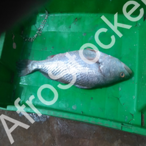 poissons-sur-table-marche-afrique Poissons sur table marche afrique