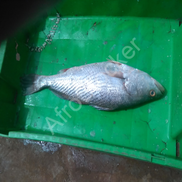 poissons-sur-table-marche-afrique Poissons sur table marche afrique