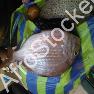 produits-de-la-mer-marche-africain-table Produits de la mer marche africain table