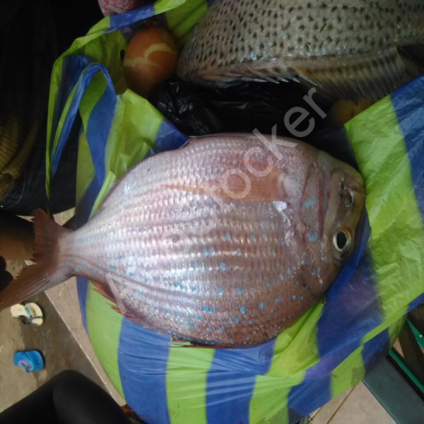 Produits de la mer marche africain table