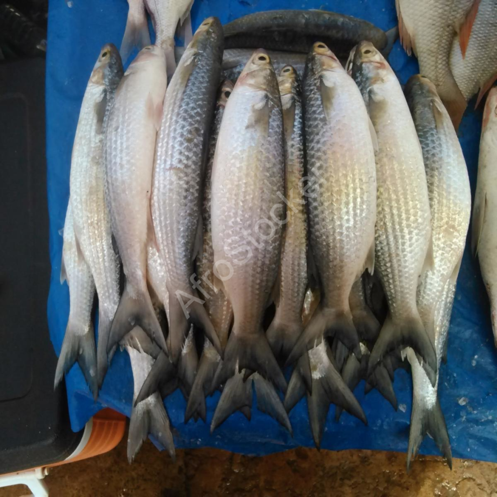 scène marché africain poisson table african market fish on table
