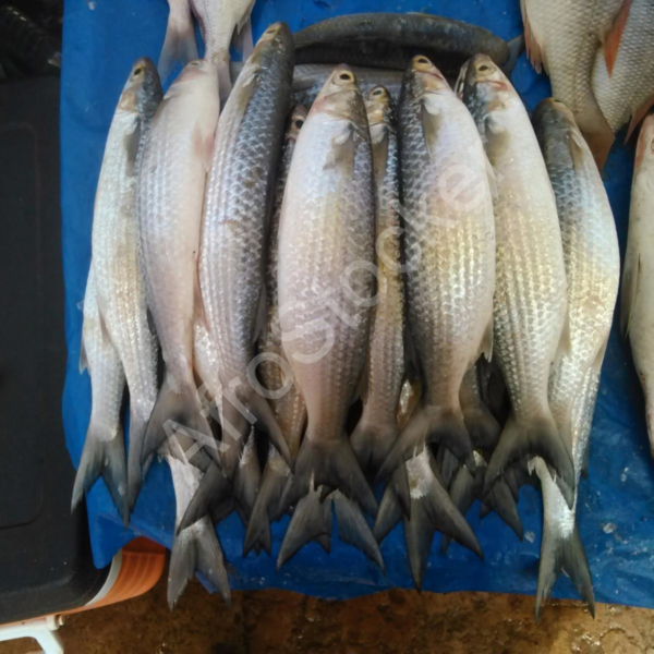scene-marche-africain-poisson-table Scene marche africain poisson table