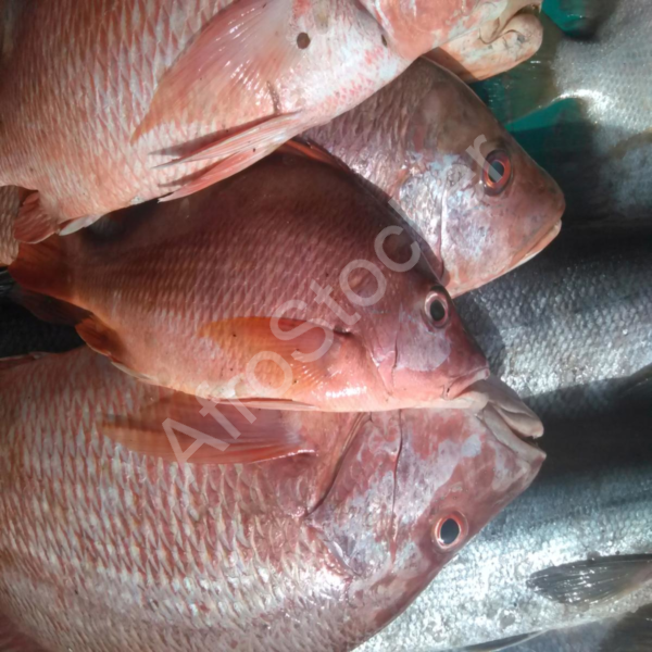 Vendeur poisson marche afrique table