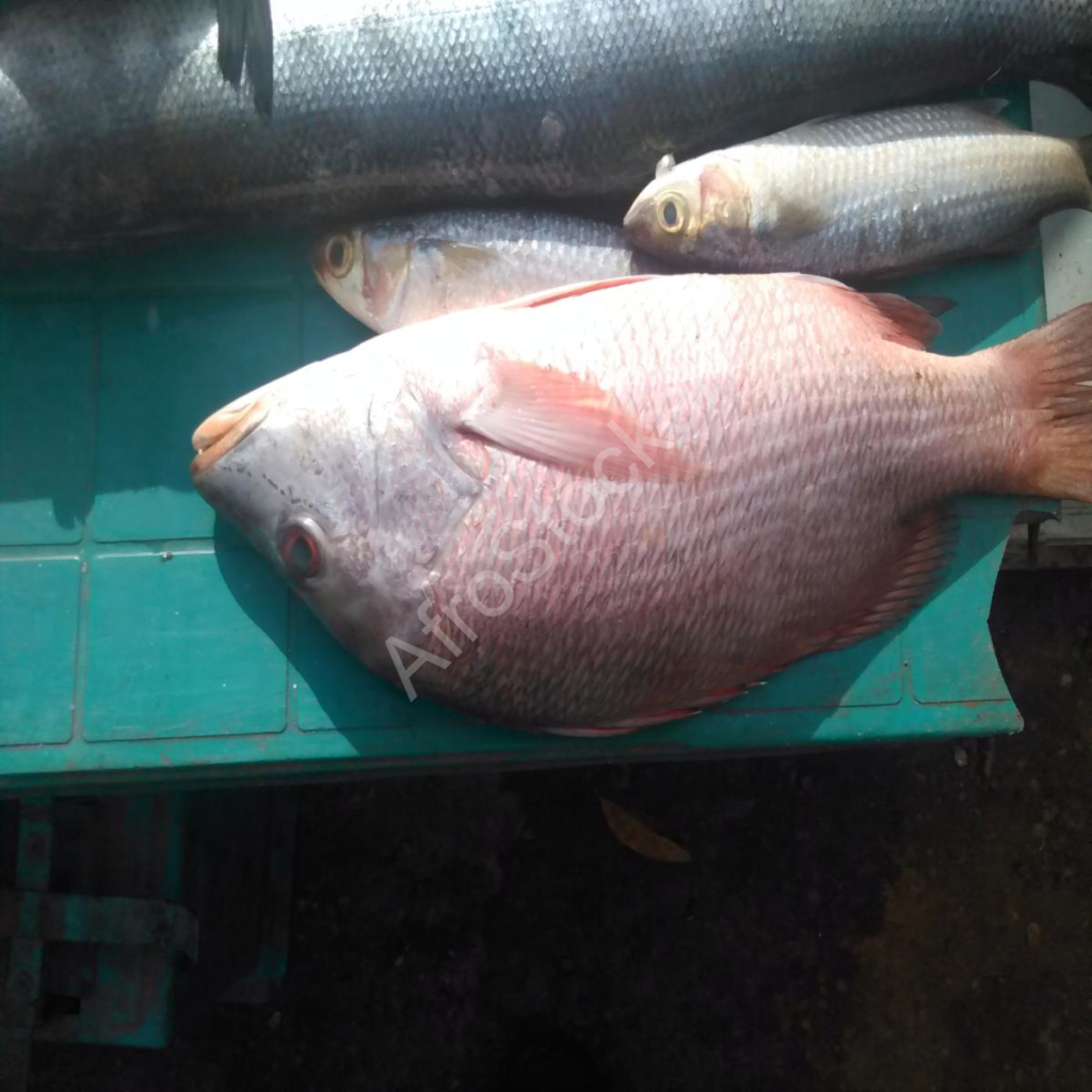 vente poisson artisanale marché africain artisanal fish sale african market
