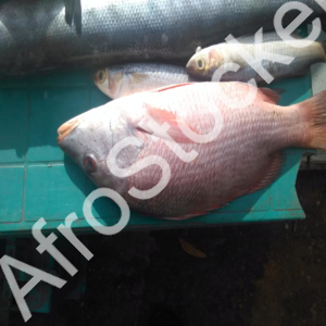 Vente poisson artisanale marche afrique