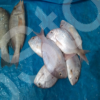 Vente poisson frais marche local africain